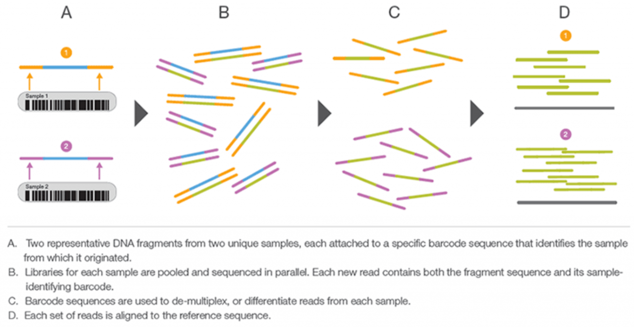 Basics | Genomics Core | ECU