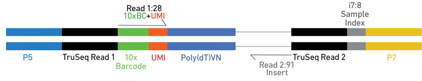 Basics | Genomics Core | ECU